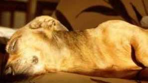 Známky cat chuby: symptómy a spôsob vykonávania liečby